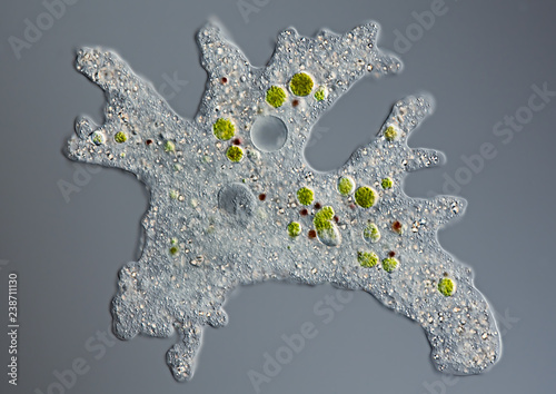 Amoeba proteus / Chaos diffluens photo