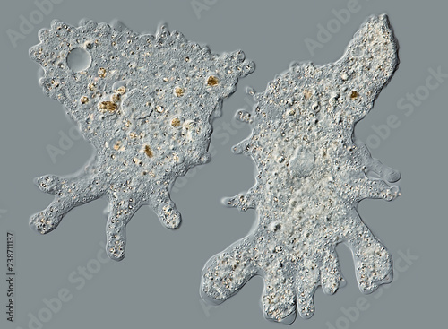 Amoeba proteus / Chaos diffluens photo