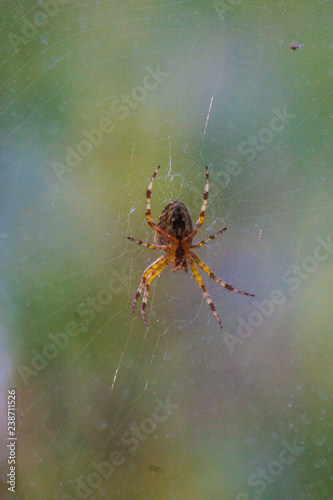 Spider on its web in the forest on a colorful background.