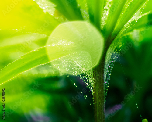 Green fresh leaf covered with microscopic web of spider mite colony. Plant disease. Tetranychus. Close-up drop water.disinsection. pesticide spraying.