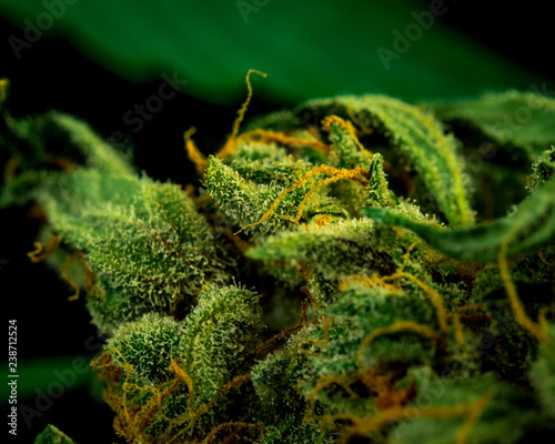 Cannabis Bud Close-Up on black Background. Macro Marijuana. Selective Focus. Copy Space.