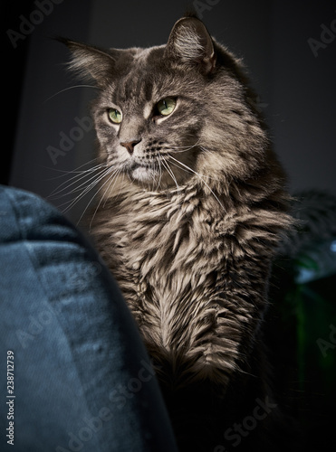 Portrait d'un chat de race Maine coon