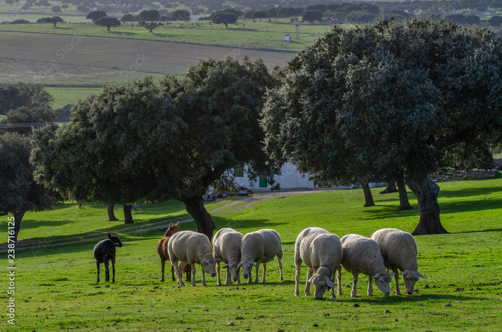 Fototapeta premium sheep in a field with oaks