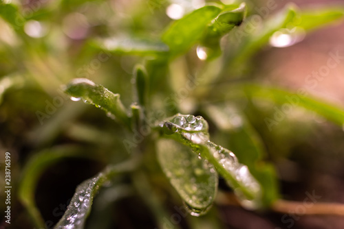 Macro of some rosemary leaves  Rosmarinus officinalis  covered with drops of rainwater.