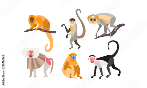 Collection of monkeys of different breeds vector Illustration on a white background