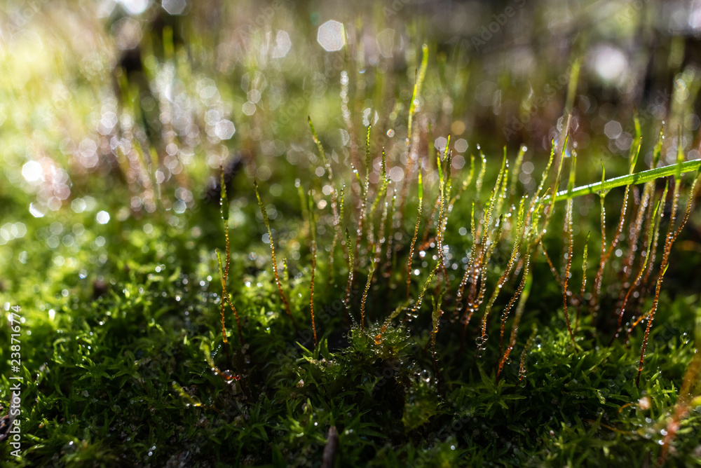 Image of a healthy forest with lichens and green mosses covered in drops of rainwater from environmental care. Image of a healthy forest with lichens and green mosses covered in drops of rainwater from environmental care.