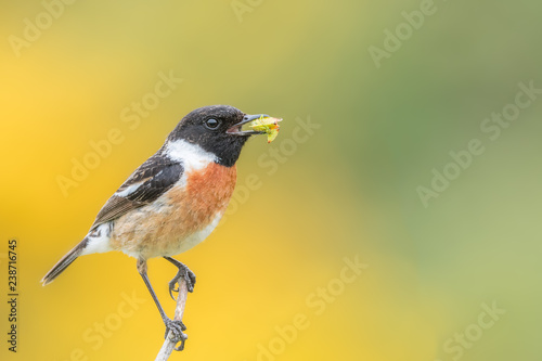 Male stonechat feeding