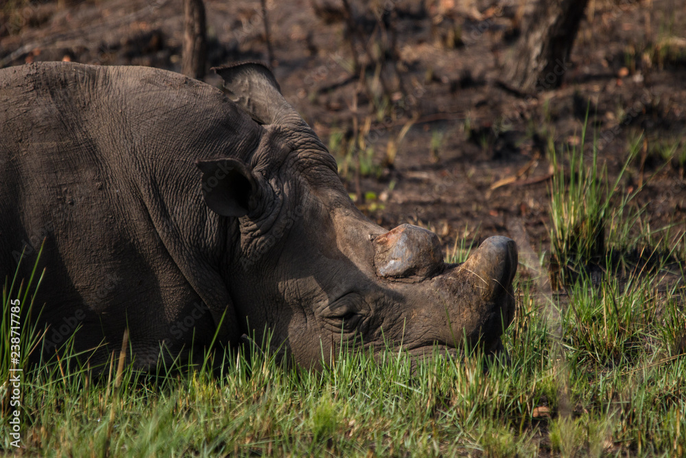 Fototapeta premium uganda rhino sanctuary