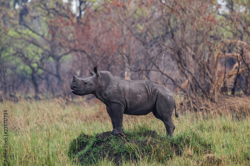 uganda rhino sanctuary