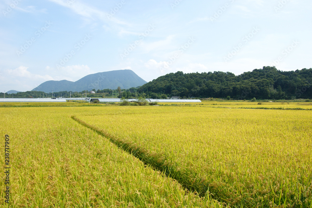 Rice and rice fields in korea.