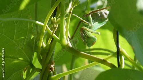 praying mantis camouflage in green leaf surroundings