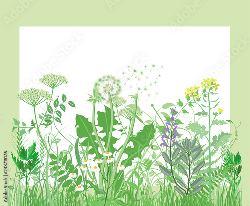 Wiese und Kräuter Frische Hintergrund – Illustration