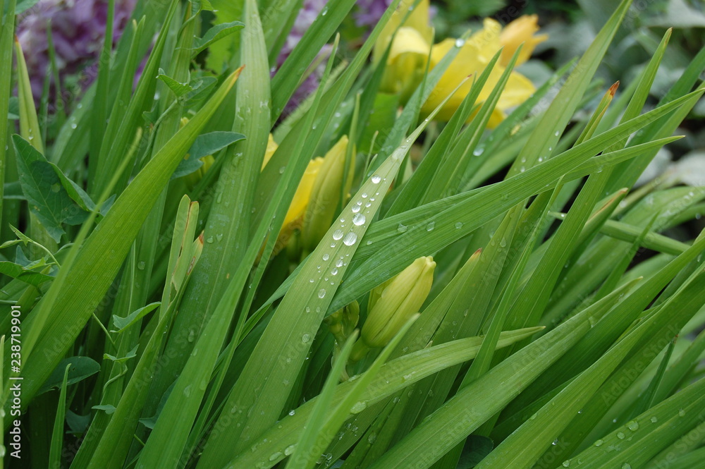 Obraz premium green grass with water drops