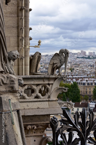 Notre Dame Cathedral, Paris, France. Gargoyles and chimeras, pelican.