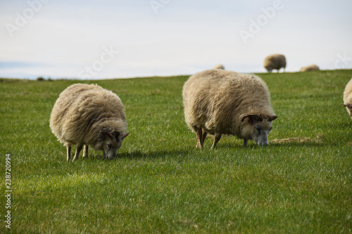 the famous Icelandic sheep