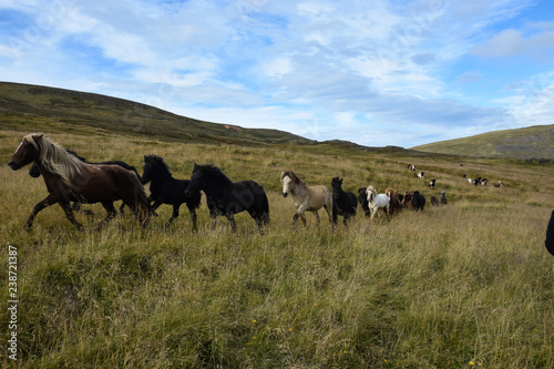 herd of horses in the Vatnsnes peninsula