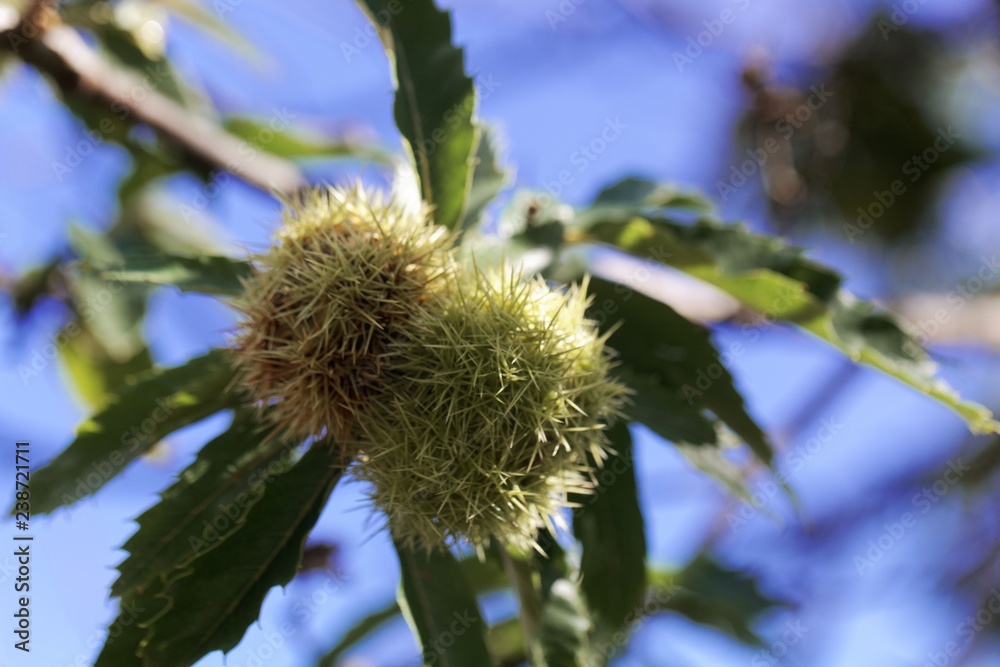 Fruit of a sweet chestnut (Castanea sativa)