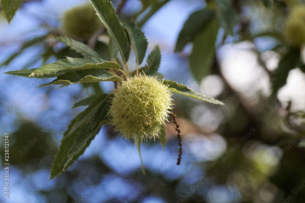 Fruit of a sweet chestnut (Castanea sativa) Fruit of a sweet chestnut (Castanea sativa)
