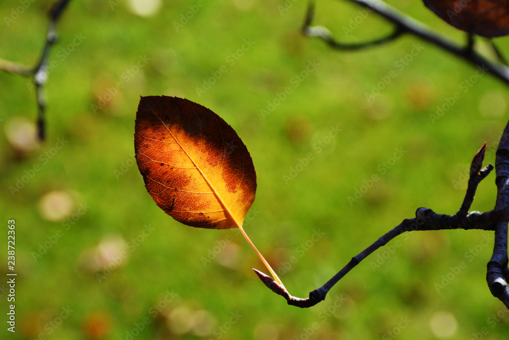 One orange leaf on a tree on a green background. Nature One orange leaf on a tree on a green background. Nature