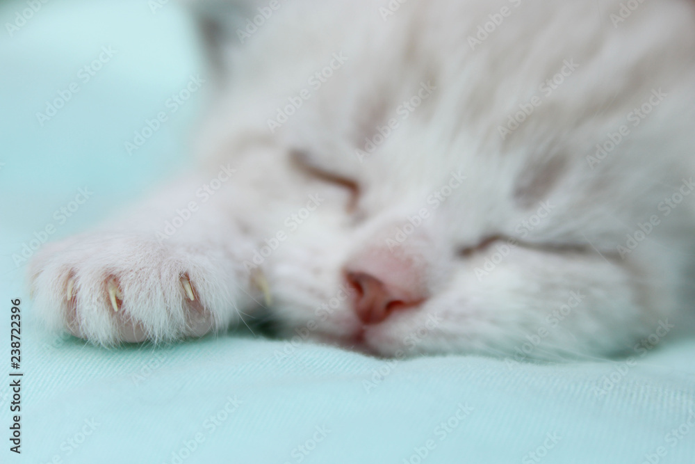 Cute Little Kitten Over Blue Background. Sleeping Kitten. Animals, Pets Concept.
Cute Little Kitten Over Blue Background. Sleeping Kitten. Animals, Pets Concept.