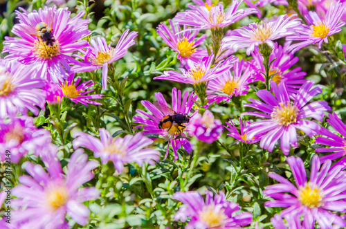 Lilac bush flowers and a flying bee near.