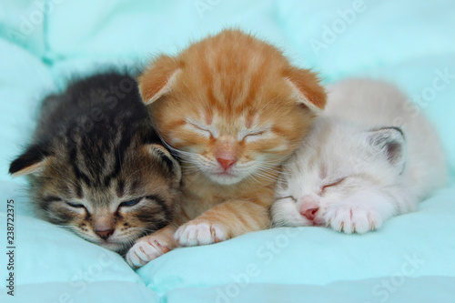 Three Kittens Over Blue Background. Animals, Pets Concept.   © diesel_80