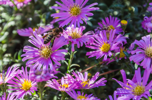 Lilac bush flowers and a flying bee near.