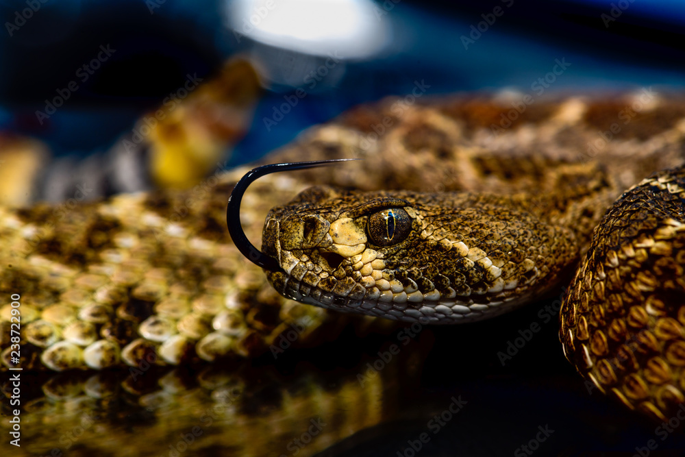 Western diamondback rattlesnake or Texas diamond-back (Crotalus atrox) Close-up Tongue Out Western diamondback rattlesnake or Texas diamond-back (Crotalus atrox) Close-up Tongue Out
