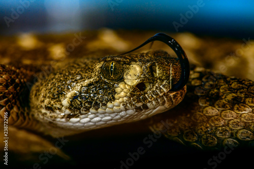 Western diamondback rattlesnake or Texas diamond-back (Crotalus atrox) Close-up Tongue Out photo