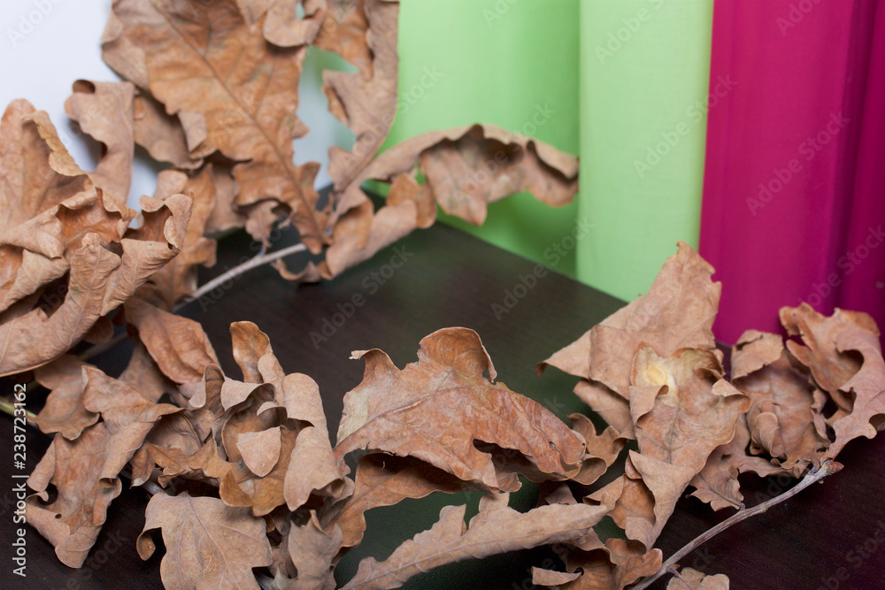 Autumn branches from oak, with faded leaves. Against the backdrop of curtains of lime and pink.