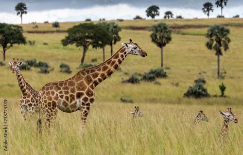 Canvas Print Giraffe