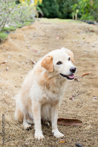 Brown color hybrid dog waiting for owner