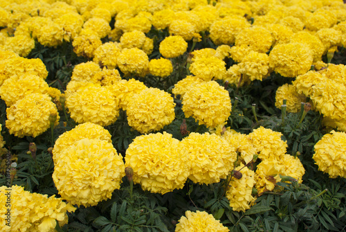 Field of yellow marigolds
