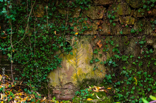 wall covered with ivy