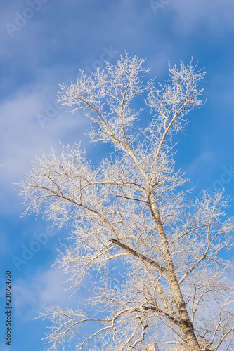 A tree in the frost against the blue sky