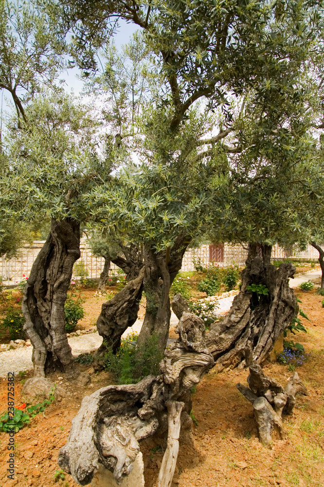 Old Olive trees, Gethsemane, Jerusalem, Israel