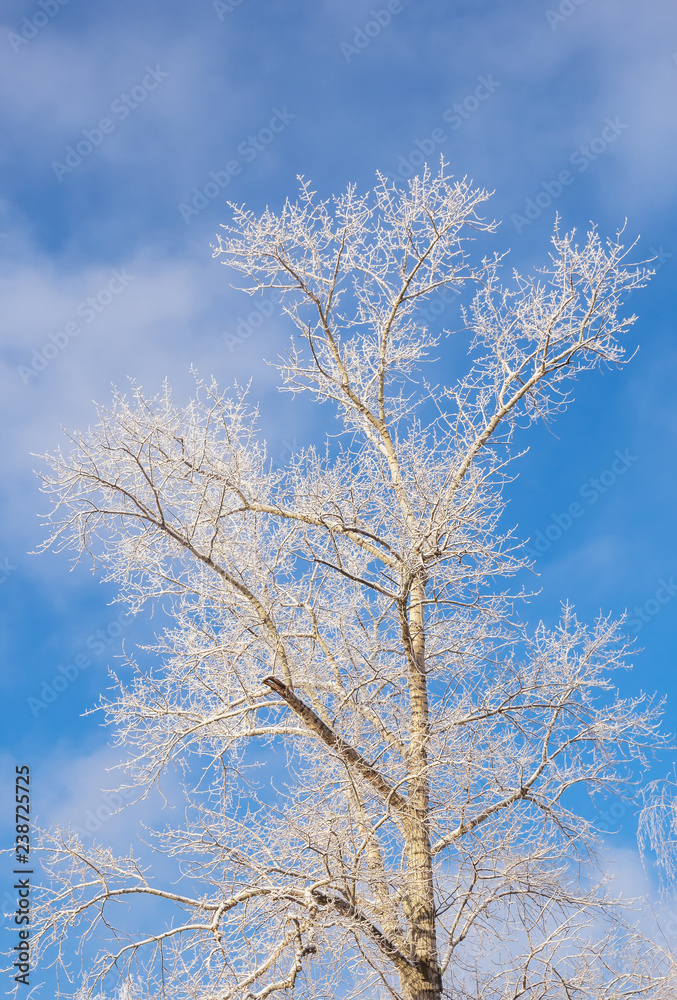 Tree in a white frost