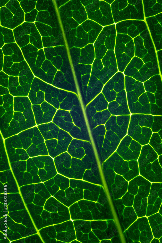 Fototapeta premium Close up macro leaves photographs - 13