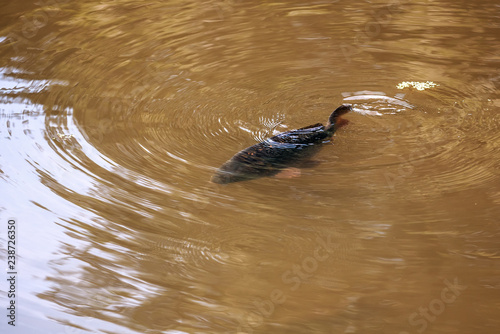 carp floats in water