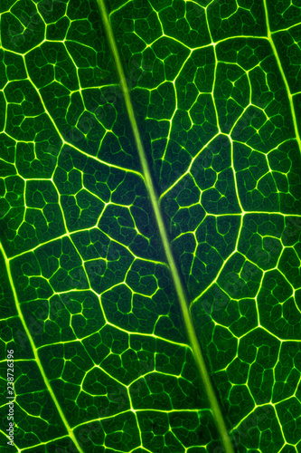 Close up macro leaves photographs - 13