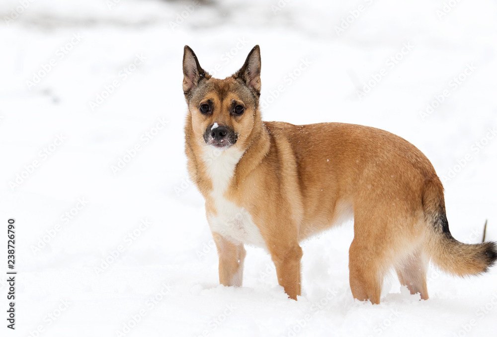 dog in the snow for a walk in winter