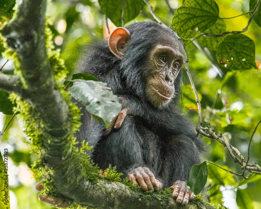 Chimpanzee - obrazy, fototapety, plakaty 