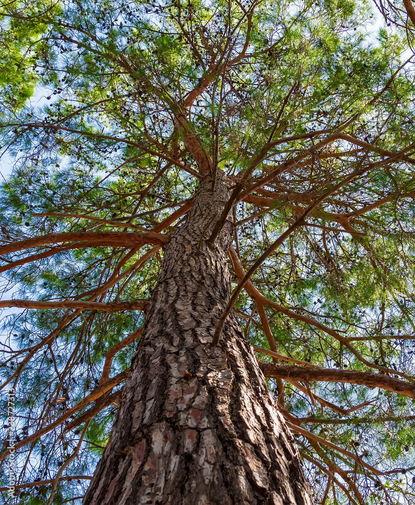 relic of a pine trunk extending in height, with branches covered with green needles and cones relic of a pine trunk extending in height, with branches covered with green needles and cones