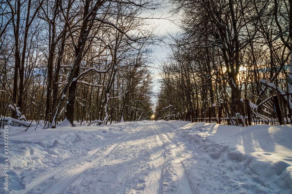 Obraz premium the trail on the snow leaving into the distance, laid in the forest among birches covered with frosty frost