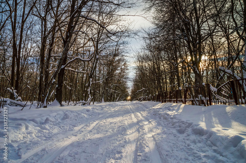 the trail on the snow leaving into the distance, laid in the forest among birches covered with frosty frost