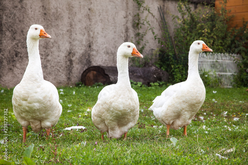 Three white geese in the poultry yard.