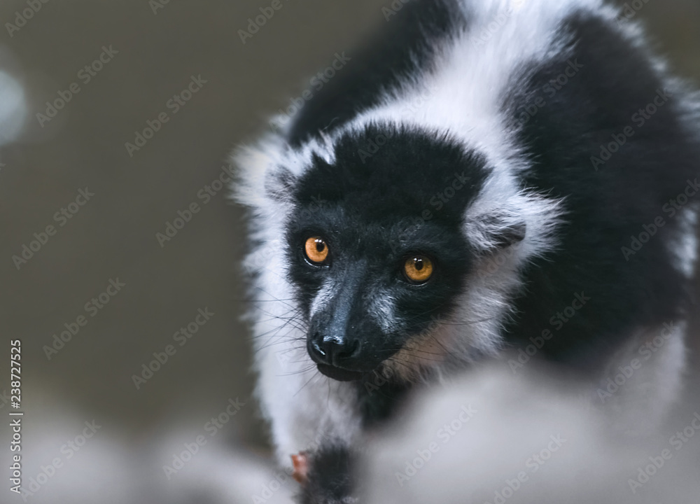 Fototapeta premium Skeptischer Blick