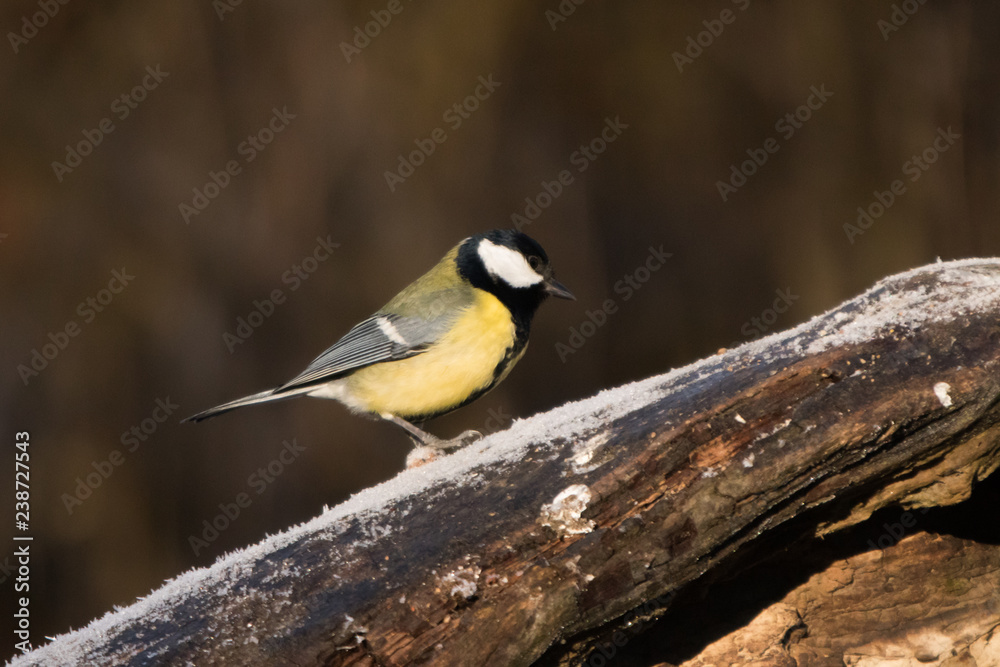 Naklejka premium Cincia Allegra