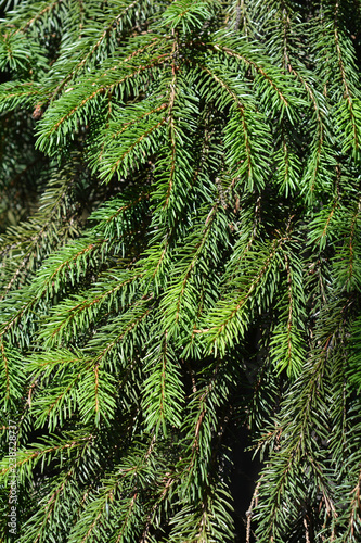 Norway spruce