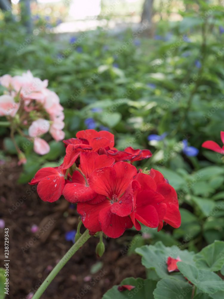 Red flower in garden